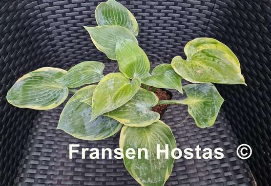 Hosta Shadow Seeker